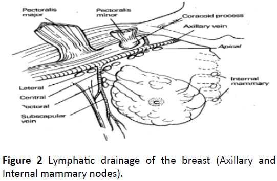 medical-clinical-reviews-Lymphatic-drainage