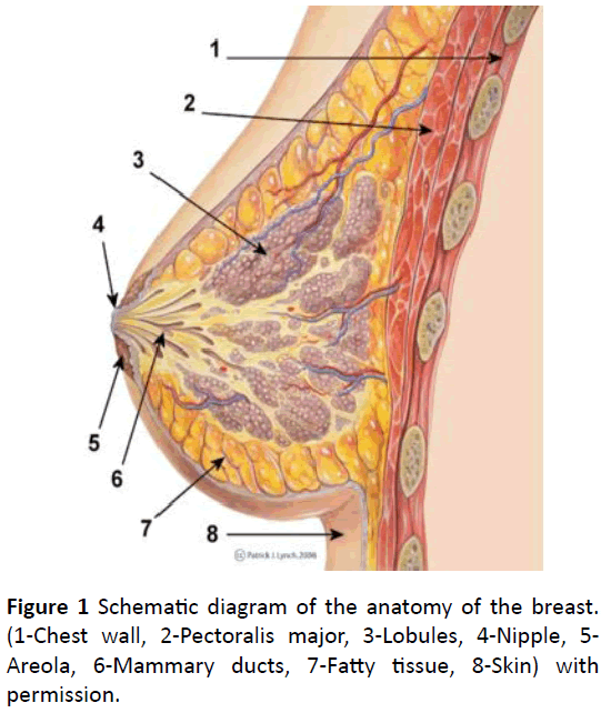 medical-clinical-reviews-anatomy-breast