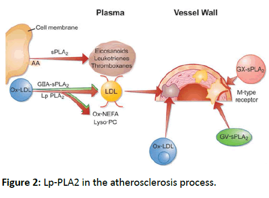 medical-clinical-reviews-atherosclerosis-process