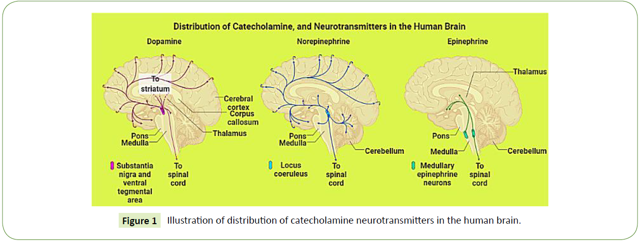 medical-clinical-reviews-catecholamine