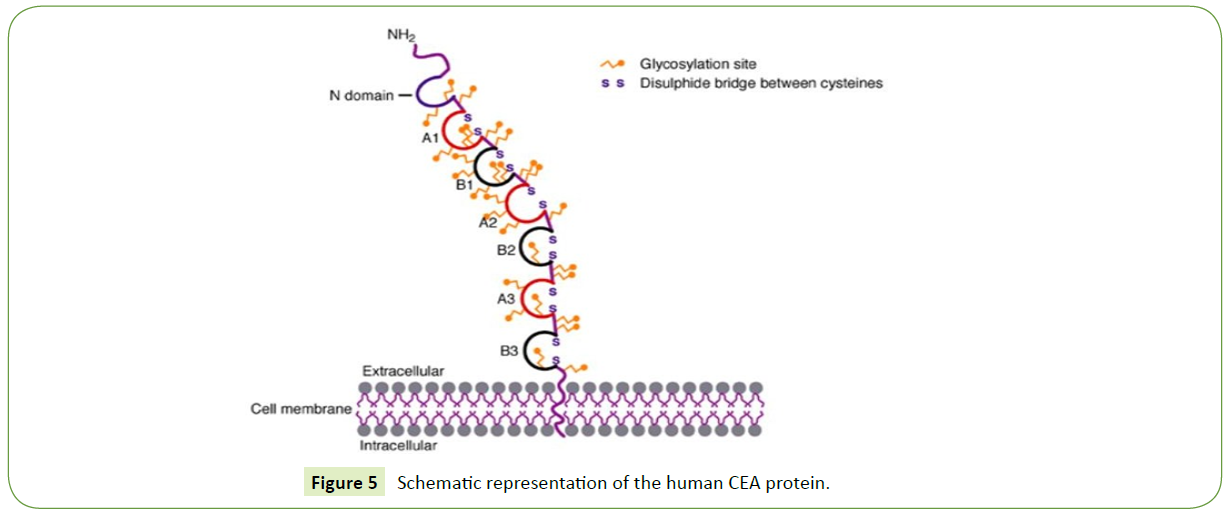 medical-clinical-reviews-human